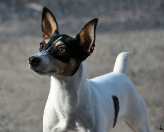 Adult Toy Fox Terrier