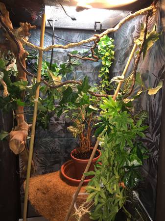 Adult Veiled Chameleon full set up fogger and monsoon mister (council bluffs)