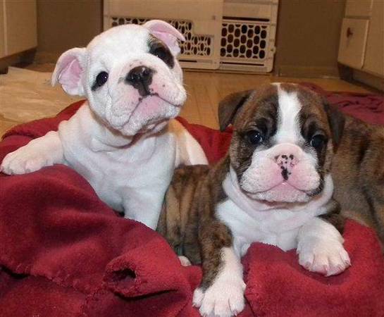 Affectionate English Bulldog Puppy For Rehoming