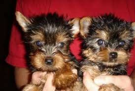 Affectionate Yorkie Pups