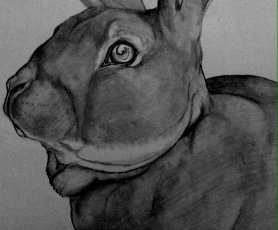 Affordable Graphite Pet Portraits (Oakland NE)