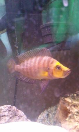 African cichlid (Westminster)