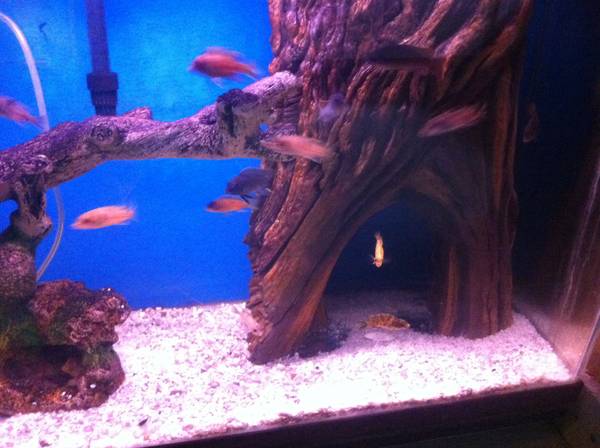 AFRICAN CICHLIDS 1TO2 INCHES