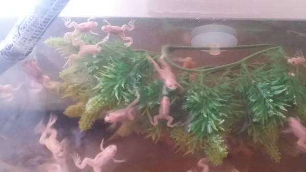 African Clawed Frogs (geist)