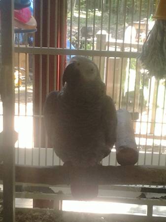 african gray congo parrot (union me)