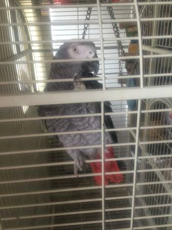 African Grey Parrot (san leandro)