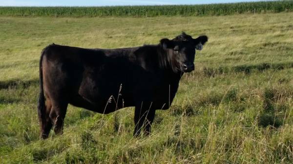 AI Bred Anguscross Heifers