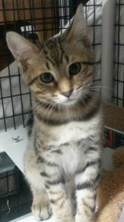 AIDON  5 Month Handsome Male Tabby Kitten For Adoption (willow glen  cambrian)