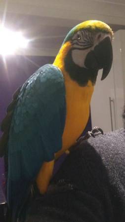 ajshs blue amp gold macaw with cage and play stand (Fayetteville)