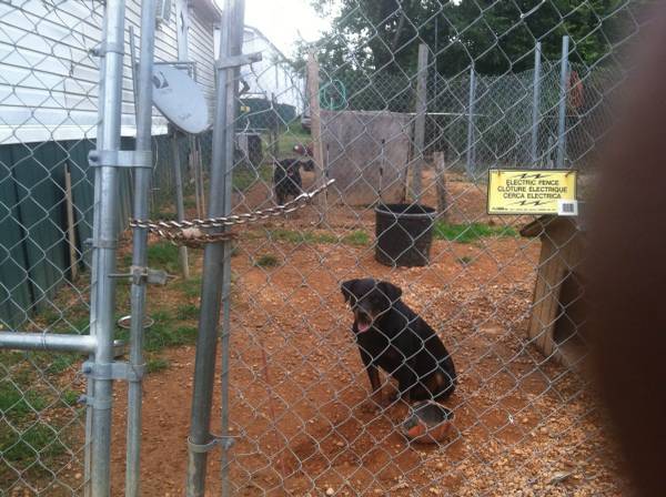 Akc 2 year old rottweiler (Uniontown)