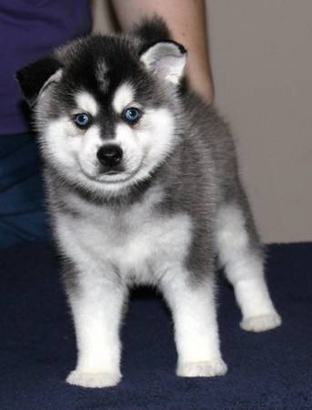 akc black and white husky need home 250