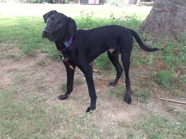 AKC black lab puppy needs big yard (Clayton, DE)