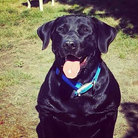 AKC Black Labrador Retriever Ready for Stud