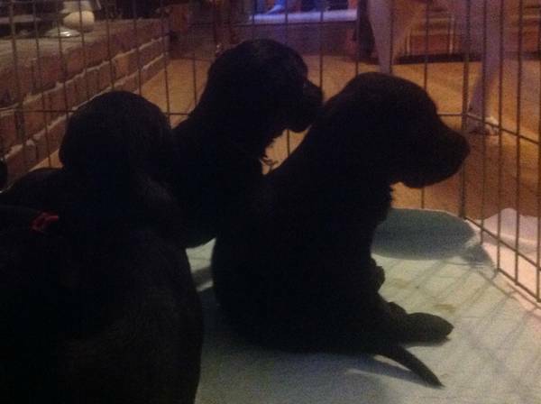 AKC black trifactored pups (Cane Ridge, TN)