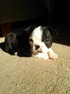 AKC Boston Terrier Puppies