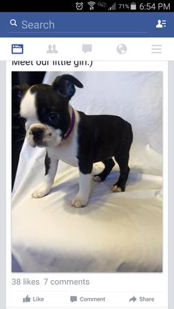 ,AKC Boston Terrier puppies (Palm Bay)