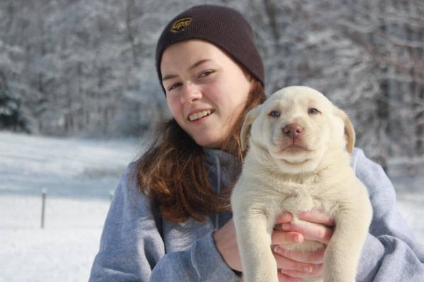 AKC Champagne(Dilute Yellow) Labradors