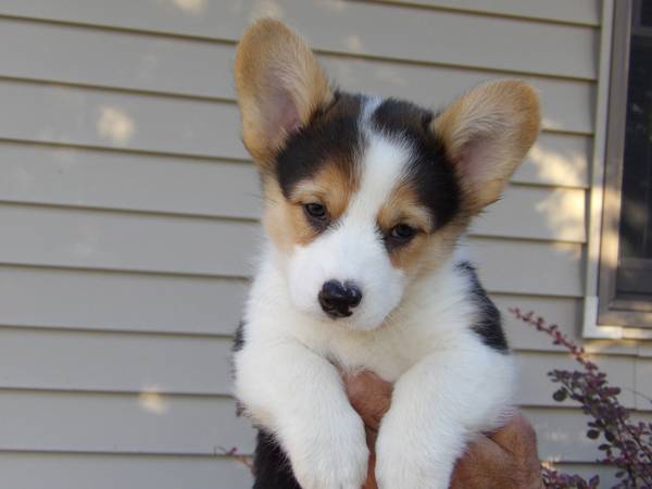 AKC Corgi Puppies (Gary)