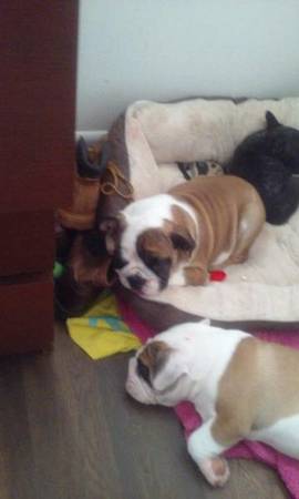 AKC Cute Bulldog looking for loving home