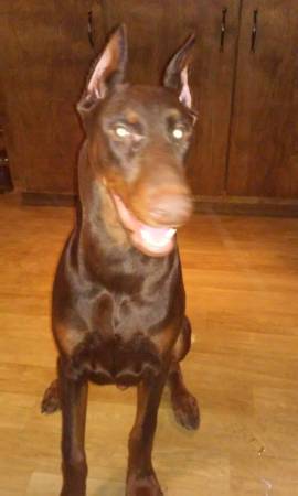 AKC Doberman