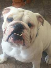 akc English bulldog 1 year old