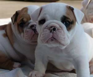 AKC English Bulldog Puppies