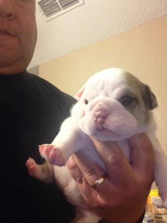 AKC ENGLISH BULLDOG PUPPIES DFW