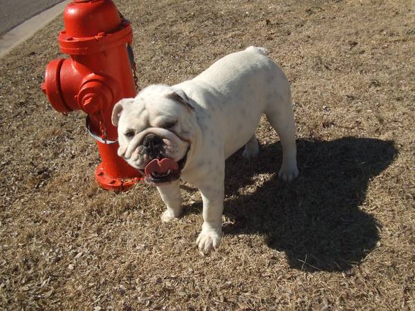 Akc English Bulldog (Yukon)