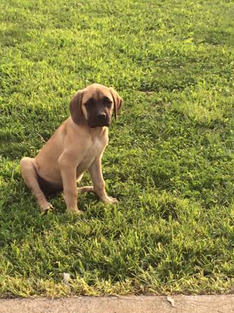 AKC English Mastiff