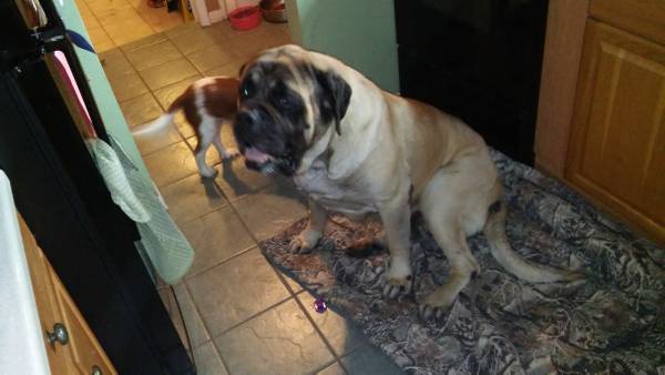 akc English Mastiff