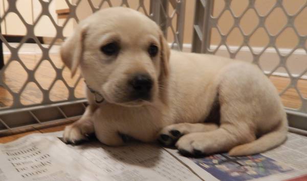 AKC English Yellow Male (redford)