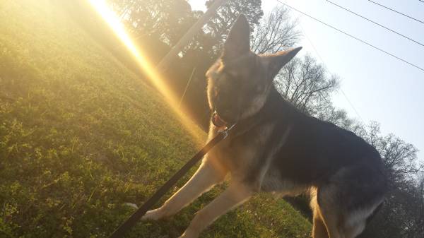 akc female german Shepherd