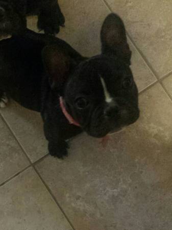 AKC French Bulldog (Shelley ID)