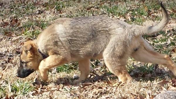 AKC German Shepherd Females (Lewisburg, TN)