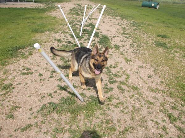 AKC German Shepherd puppies