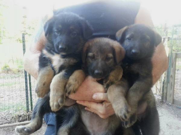 AKC German Shepherd Puppies (Phenix cityColumbus)
