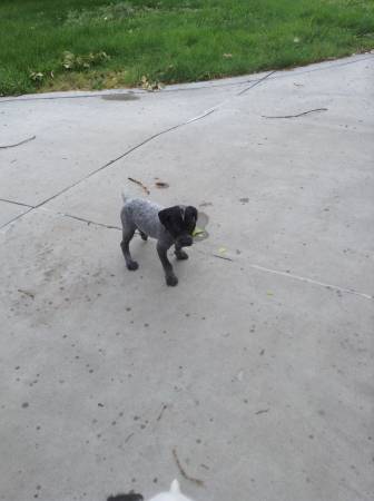 Akc German shorthair pointer (Meridian)