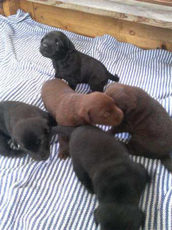 AKC Lab Puppys (thetford)