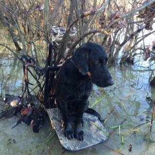 AKC Labrador Retriever Pups