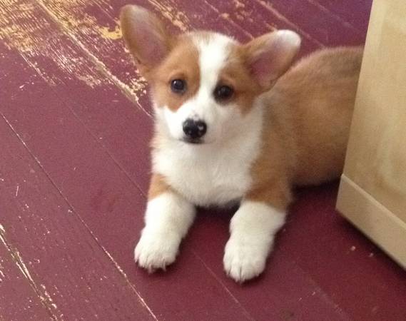 A.K.C. Pembroke Welsh Corgi Puppy (Griswold)