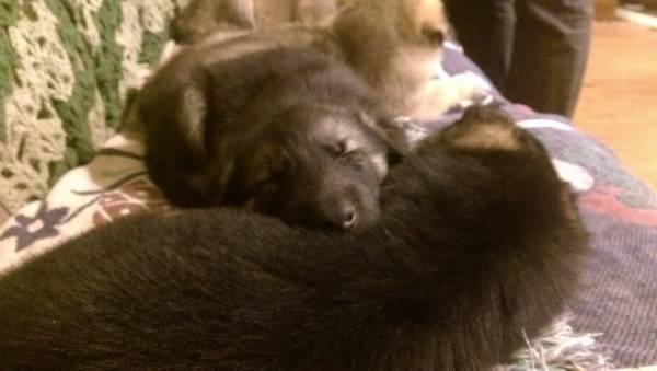 Akc pure bred GSD puppies 500 (St. Peters)