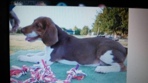 Akc Registered chocolate beagles (Mcalester)