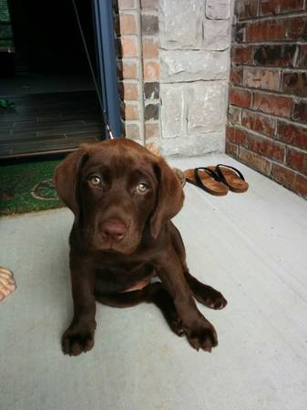 AKC registered Chocolate Lab puppy (Norman)