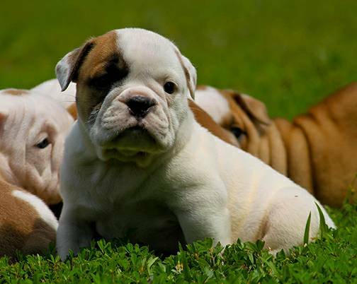 AKC Registered English Bulldog 12 weeks