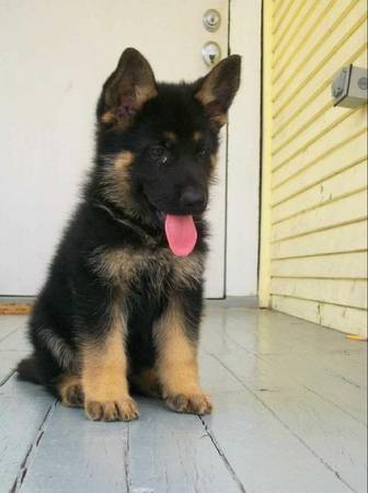 AKC REGISTERED GERMAN SHEPHERD PUPS