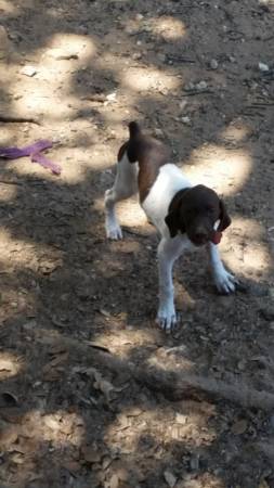 akc registered gsp pups (granbury tx)