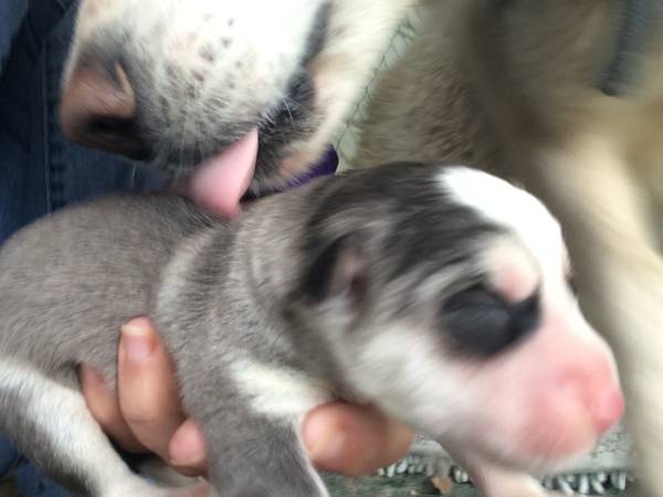 AKC Registered Husky Puppies