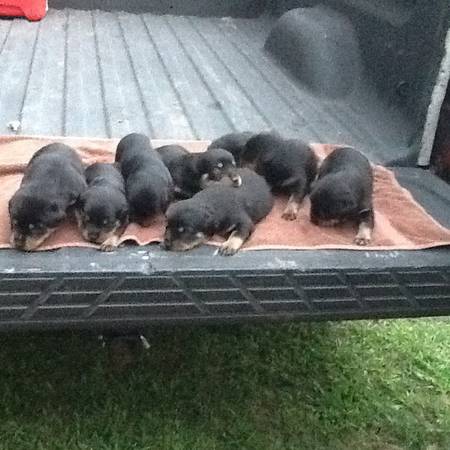 AKC Registered Rottweiler Pups (Winnsboro SC)