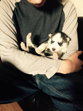 AKC Siberian Husky Dogs (High Quality )( Low Prices)