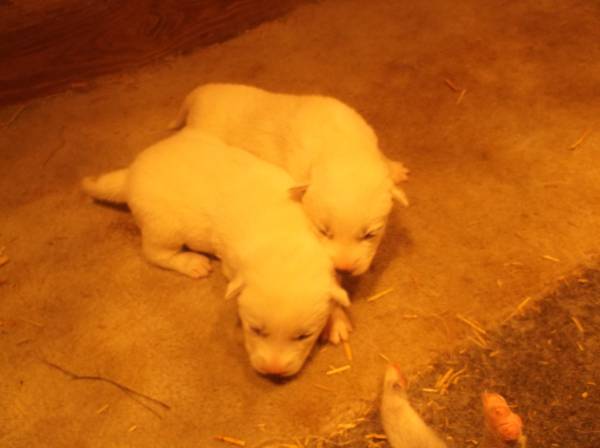 akc siberian  husky pups (lawrenceburg)